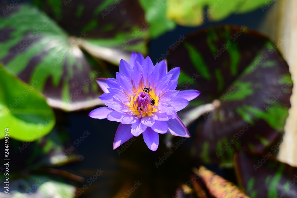 Blue Lotus water lily with three bees Blue Lotus water lily with three bees