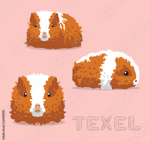 Guinea Pig Texel Cartoon Vector Illustration