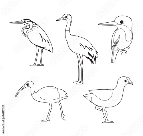 Asian Bird Coloring Book Heron Crane Kingfisher Ibis Moorhen Cartoon Vector Set