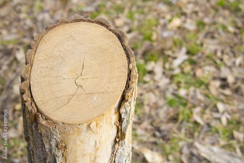 place cut the trunk of tree