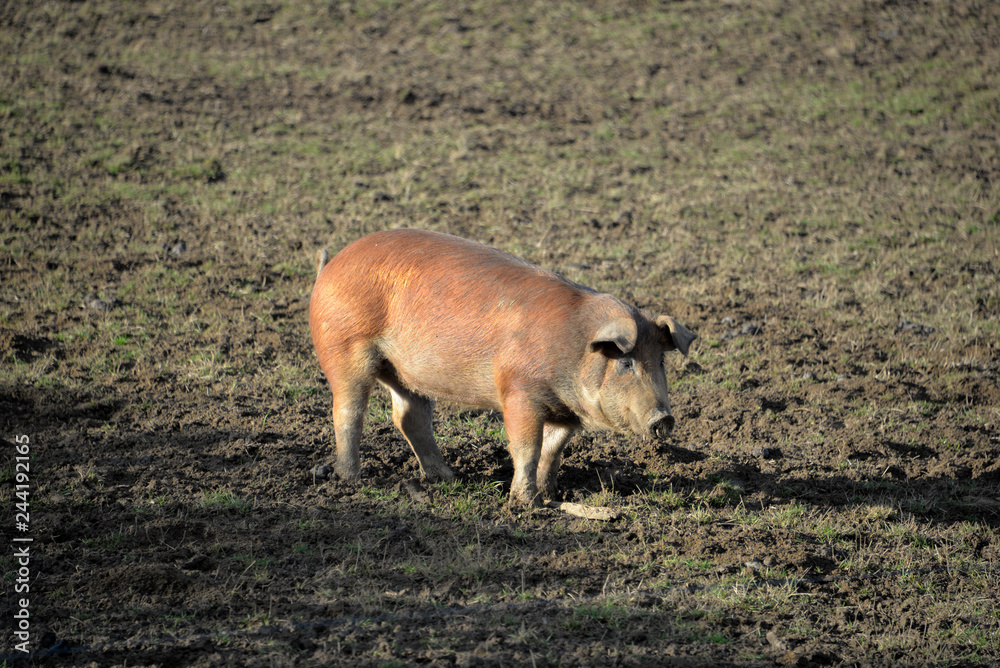 Fototapeta premium Cochon