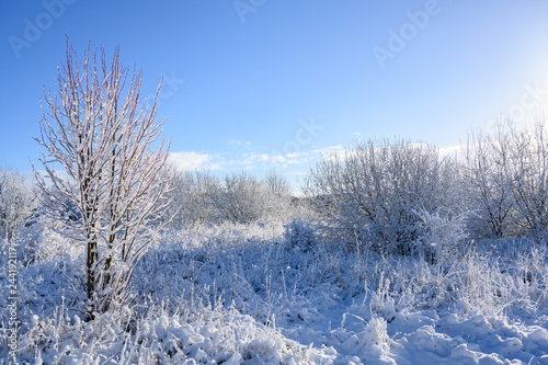 Wallpaper Mural beautiful winter landscape with snow covered bushes and a blue sky, copy space Torontodigital.ca