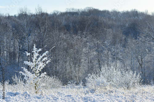 snow covered meadow with bushes and grass in front of the dark winter forest, copy space