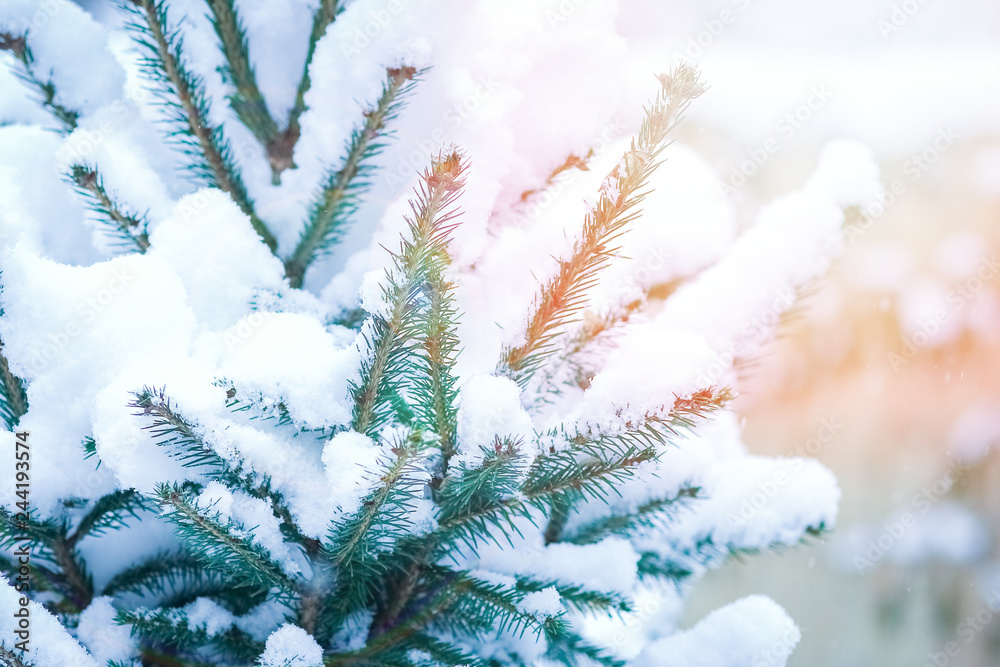 beautiful Christmas tree branch in winter on nature in the park background