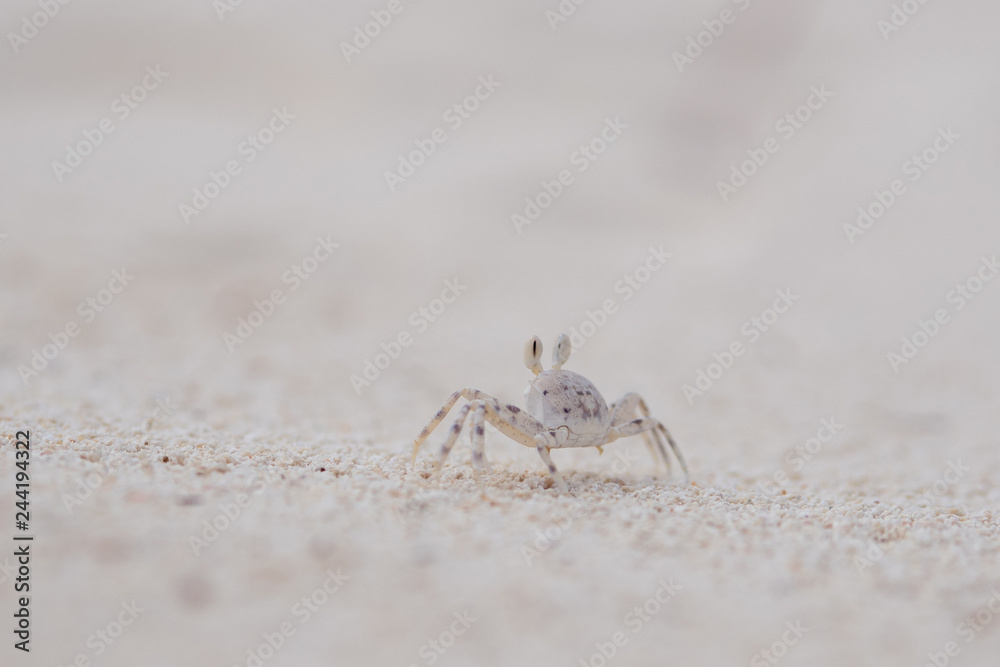 Tiny crab living in the sand. Coral reef wildlife Tiny crab living in the sand. Coral reef wildlife
