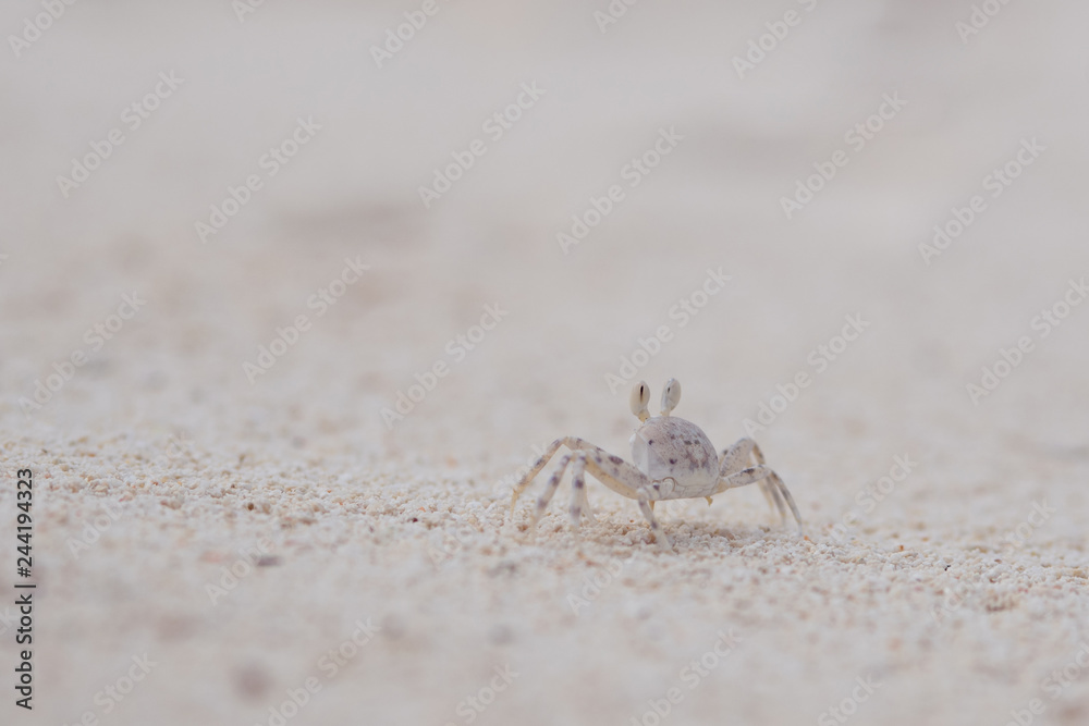 Tiny crab living in the sand. Coral reef wildlife Tiny crab living in the sand. Coral reef wildlife