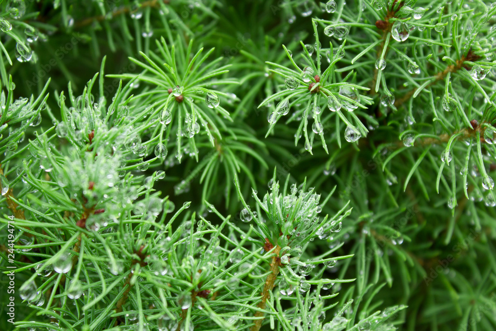 Spring conifer bush branch close up with rain drops Spring conifer bush branch close up with rain drops