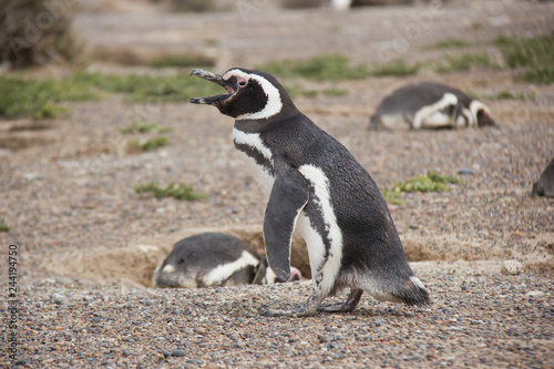 Humboldt penguin calling for its partner