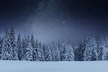 Dairy Star Trek in the winter woods. Dramatic and picturesque scene. In anticipation of the holiday. Carpathian Ukraine