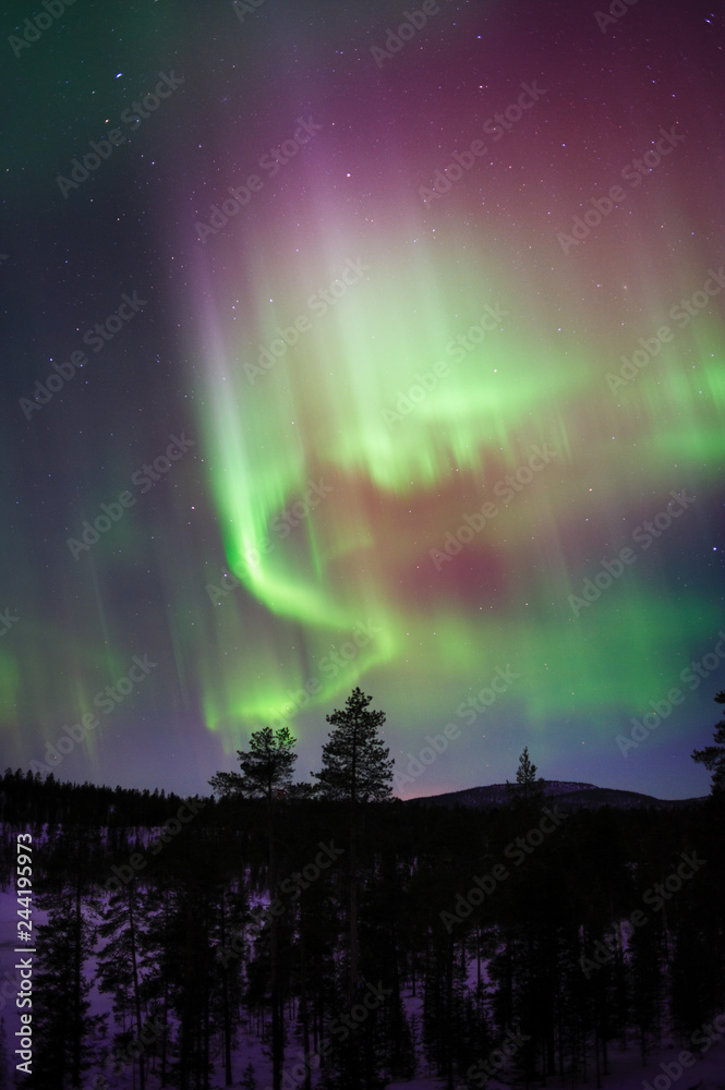 Fototapeta premium Aurora Borealis, Northern Lights, above boreal forest in Finnish Lapland.