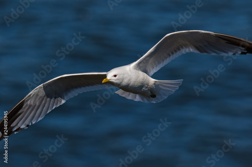 common gull - seagull flying gracefully