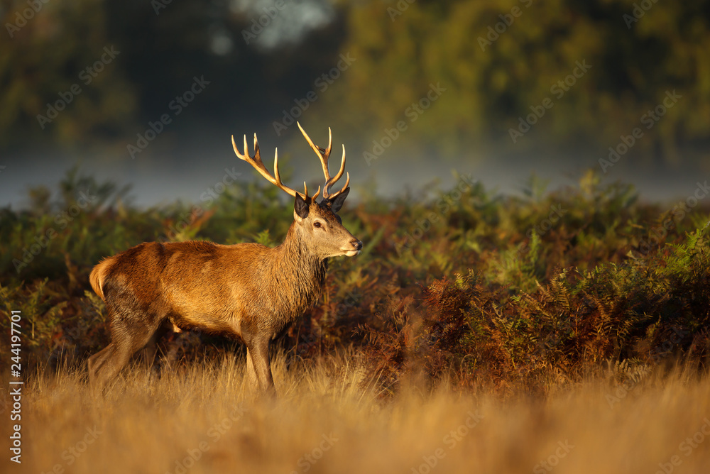 Red Deer standing in the ferns on an early misty morning Red Deer standing in the ferns on an early misty morning