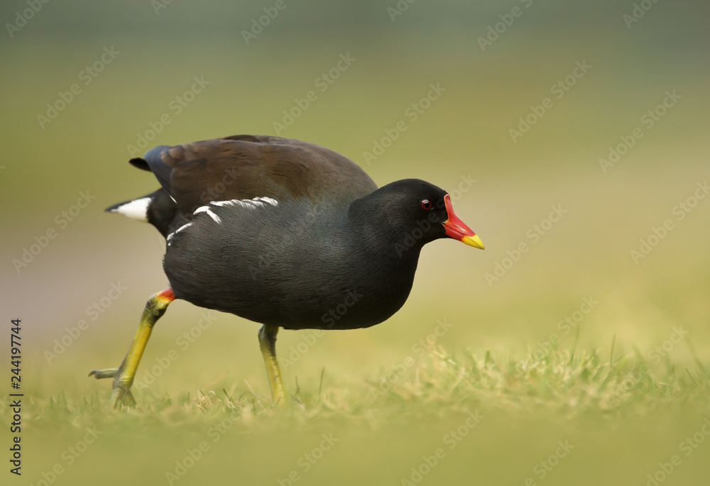 Close up of a moorhen walking in the grass Close up of a moorhen walking in the grass