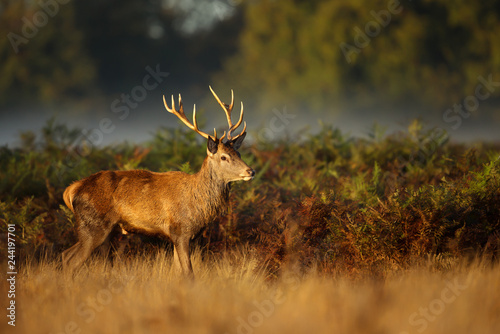 Red Deer standing in the ferns on an early misty morning