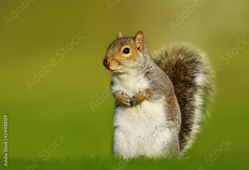 Close-up of a Grey squirrel against green background photo