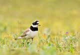 Common ringed plover standing in the grass