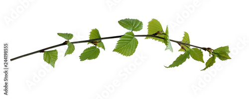 young foliage isolated on white background. spring