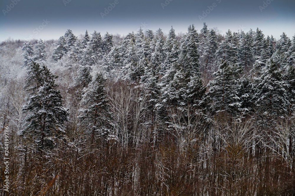 winter, snow, frost, forest, trees, pines, sky, clouds, walk winter, snow, frost, forest, trees, pines, sky, clouds, walk