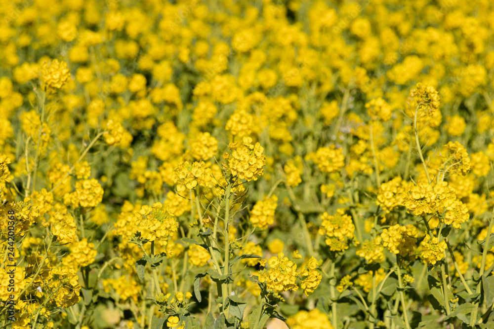 Rapeseed field of Kamogawa-city, Chiba Prefecture Rapeseed field of Kamogawa-city, Chiba Prefecture