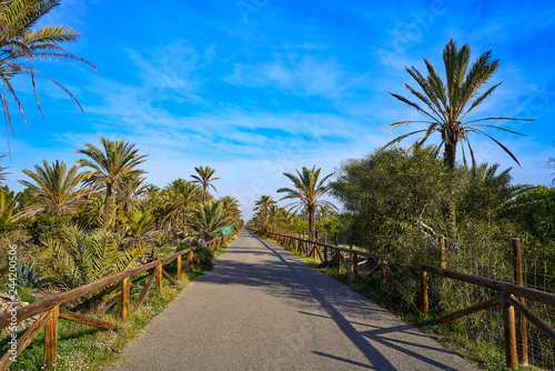 Dunes in Guardamar del Segura in Spain photo