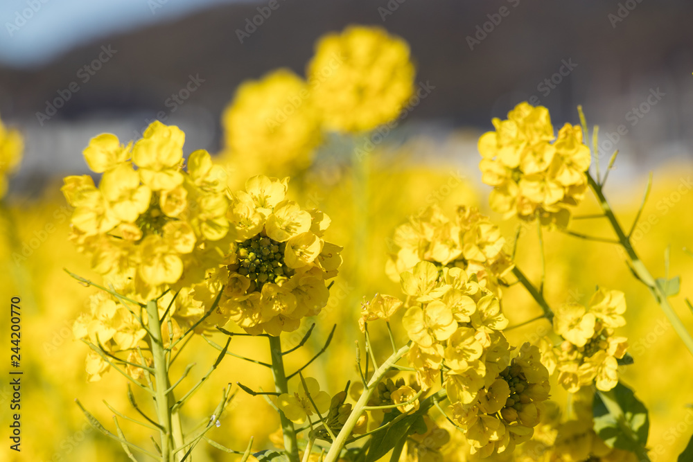 Rapeseed field of Kamogawa-city, Chiba Prefecture Rapeseed field of Kamogawa-city, Chiba Prefecture