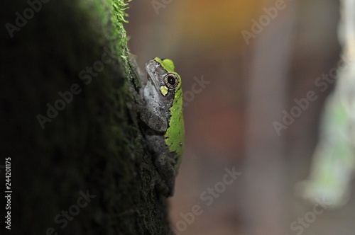Bird-voiced tree frog up close on tree