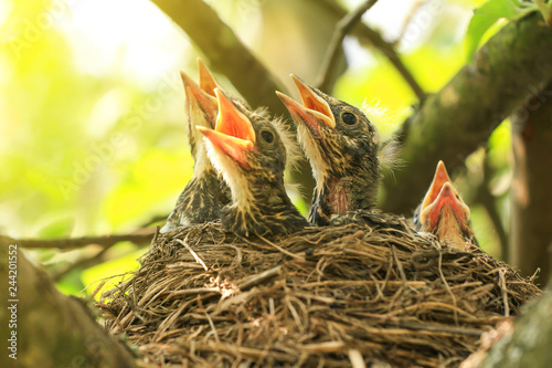 Tablou pe pânză Baby birds in a nest on a tree branch close up in spring in sunlight