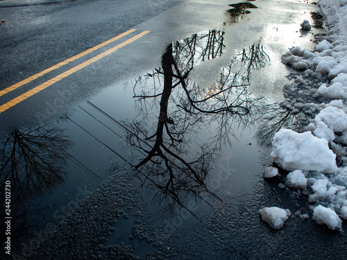 tree reflection on melting snow puddle photo