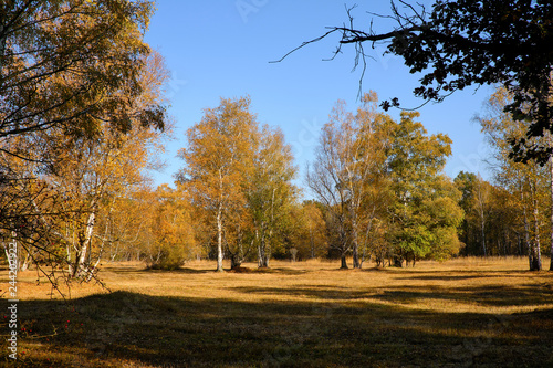 Herbst im Naturschutzgebiet Ried bei Grettstadt  Landkreis Schweinfurt  Unterfranken  Bayern  Deutschland
