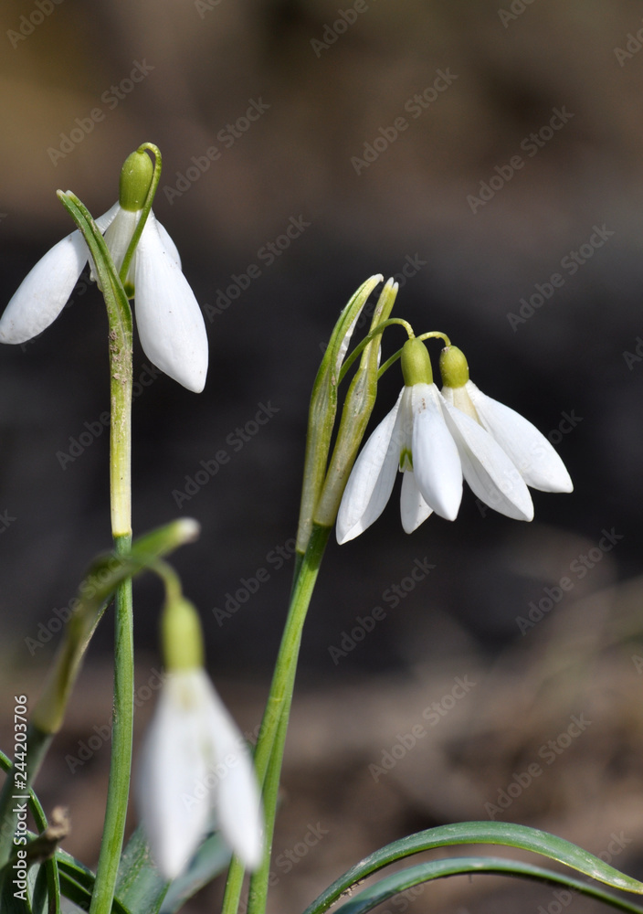 Flowering snowdrops in the woods Flowering snowdrops in the woods