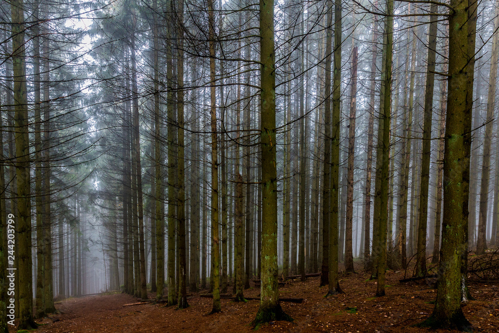 Obraz premium beautiful image tall pine trees and a path in the middle of the forest on a cold morning with haze on a winter day in the Belgian Ardennes