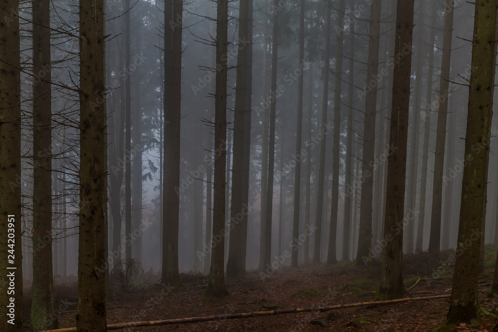 Fototapeta premium obraz wysokich sosen w ciemnym lesie z gałęziami na ziemi z dużą ilością mgły w tajemniczy i zimny poranek w zimowy dzień w belgijskich Ardenach