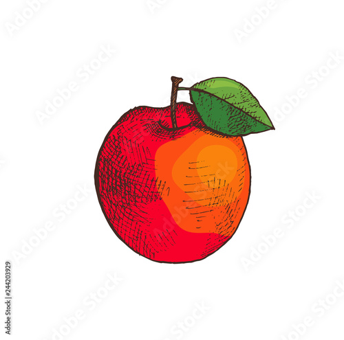 Ripe Apple Fruit with Leaf Isolated Icon Vector