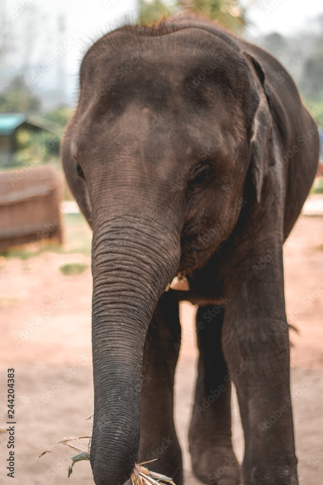 Baby elephant carrying a sugarcane in his trunk in Chiang Mai Thailand