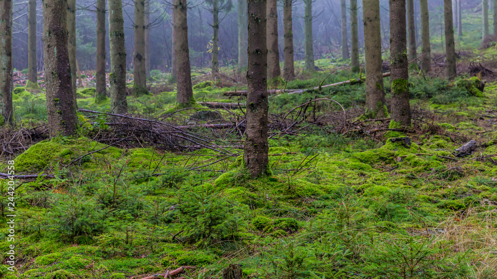 Obraz premium Forest landscape with tree trunks, green moss and dry branches covering the ground, light fog in background, mysterious cloudy morning on a winter day in forest of the Belgian Ardennes