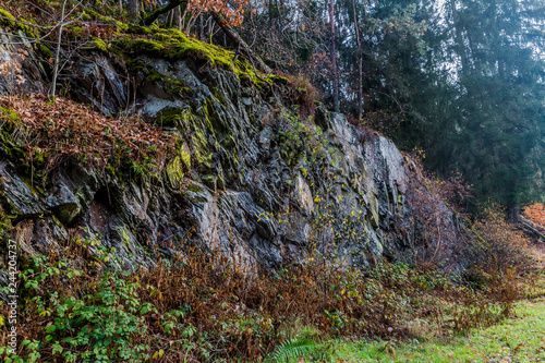 Slope of slate rock with moss surrounded by scrub and wild grass against trees on blurred background, irregular and cracked surface, cloudy winter day in Belgian Ardennes forest