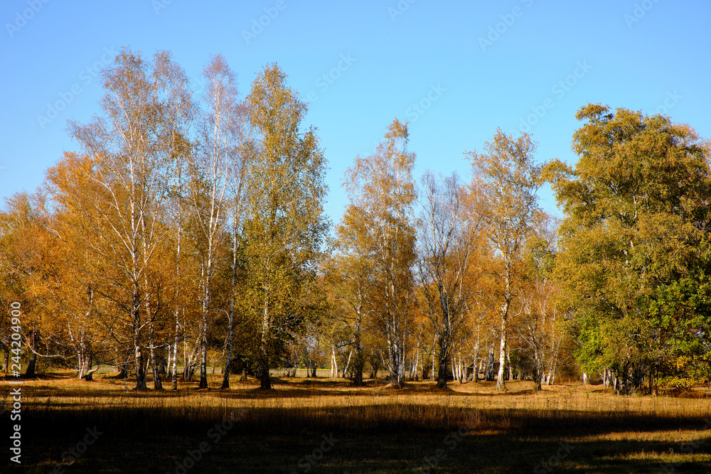 Fototapeta premium Herbst im Naturschutzgebiet Ried bei Grettstadt, Landkreis Schweinfurt, Unterfranken, Bayern, Deutschland