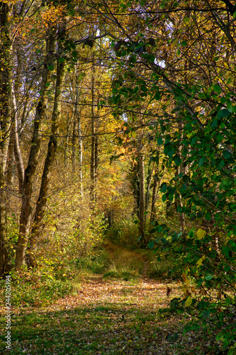 Herbst im Naturschutzgebiet Ried bei Grettstadt, Landkreis Schweinfurt, Unterfranken, Bayern, Deutschland