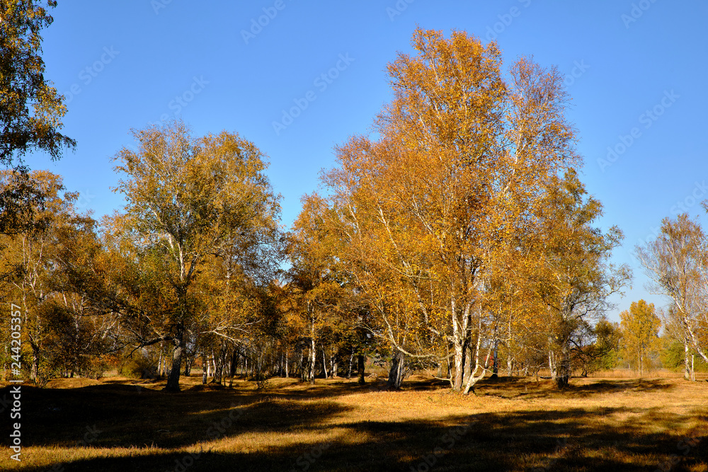 Herbst im Naturschutzgebiet Ried bei Grettstadt, Landkreis Schweinfurt, Unterfranken, Bayern, Deutschland Herbst im Naturschutzgebiet Ried bei Grettstadt, Landkreis Schweinfurt, Unterfranken, Bayern, Deutschland