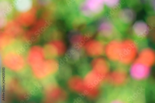 Blurry abstract backgrounds with colorful bokeh lights in  flower plant