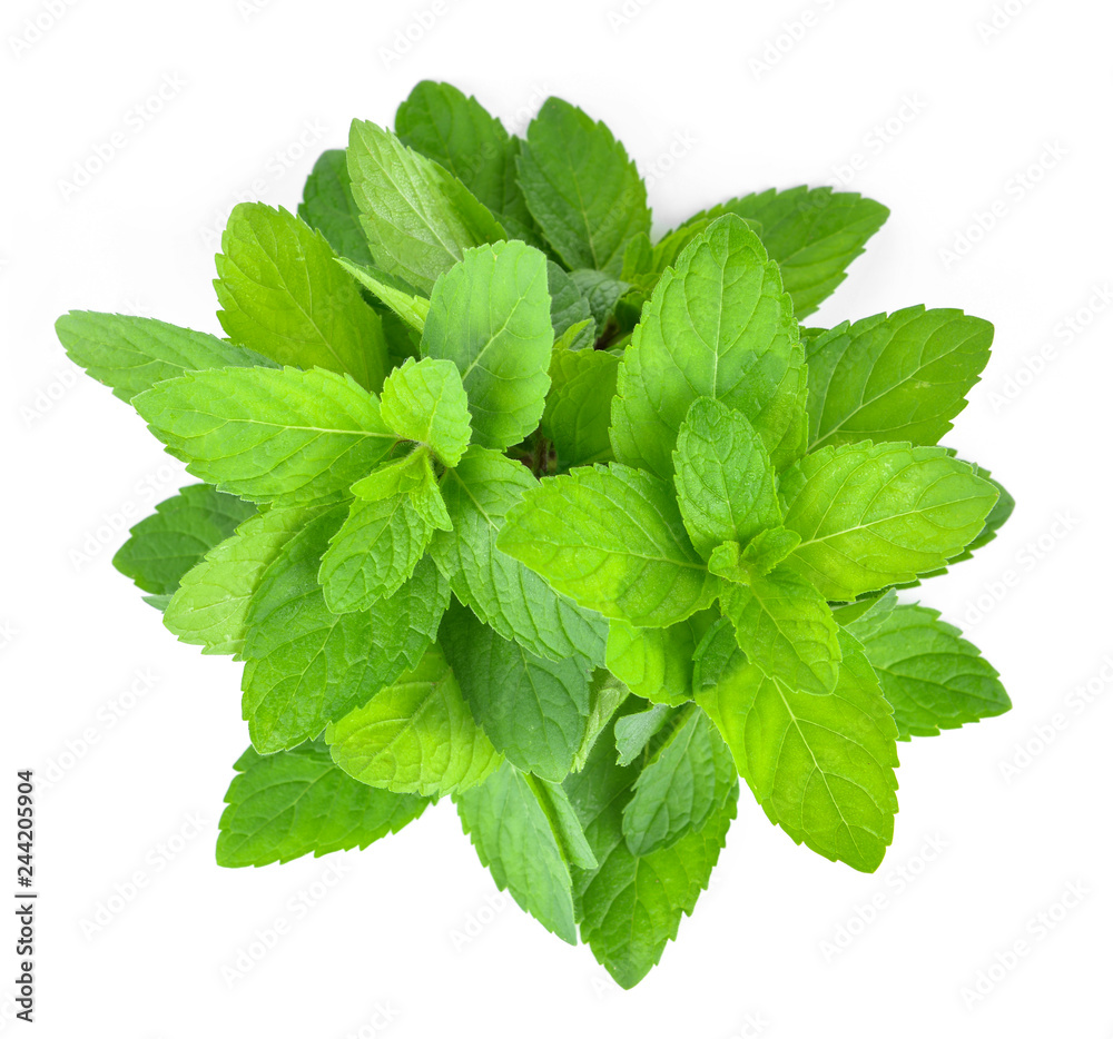 Fresh mint leafs isolated on a white background Fresh mint leafs isolated on a white background