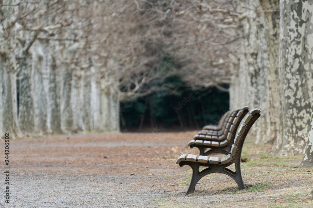 Withered tree lined avenue with benches in a park expressing lonely atmosphere (Winter of Tokyo, Japan) 