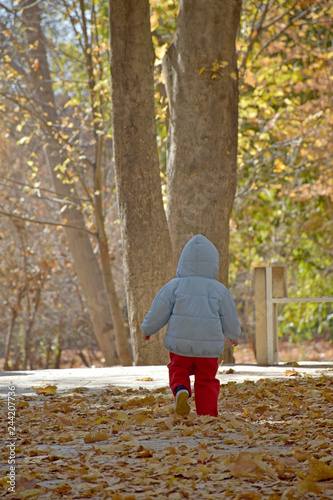 Toddler baby boy walking among fallen leaves in autumn © Soroosh