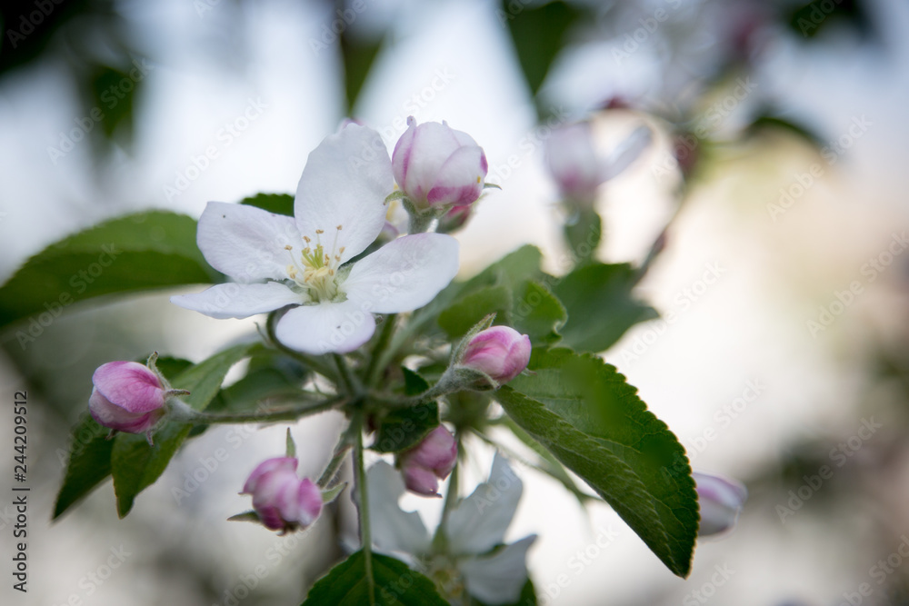 Obraz premium Close up apple blossom white flowers and blue sky spring background