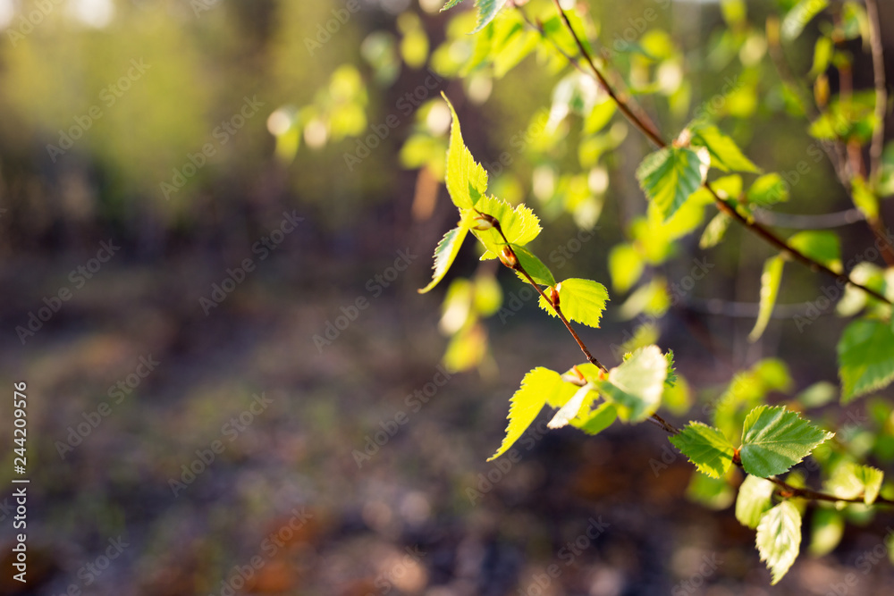 First spring leaves on blurred background. Fresh green leaf. Natural background First spring leaves on blurred background. Fresh green leaf. Natural background