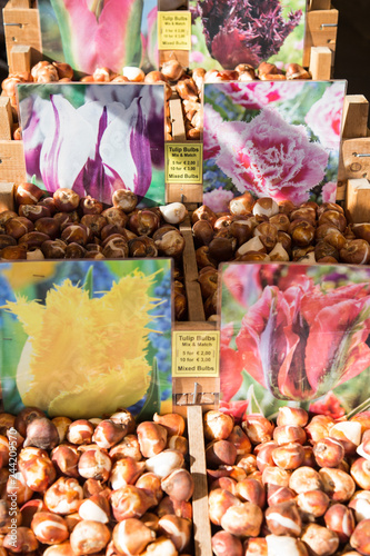 Colorful tulips on sale in Amsterdam flower market. flowers at the market in Amsterdam, Netherlands