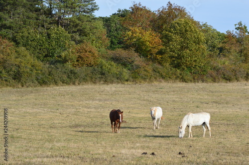Fototapeta Naklejka Na Ścianę i Meble -  Chevaux en Aveyron