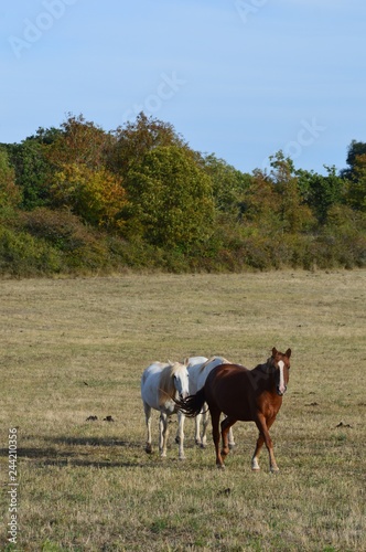 Fototapeta Naklejka Na Ścianę i Meble -  Chevaux en Aveyron
