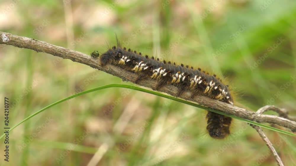 Caterpillar of Euthrix potatoria's butterfly. Caterpillar of Euthrix potatoria's butterfly.
