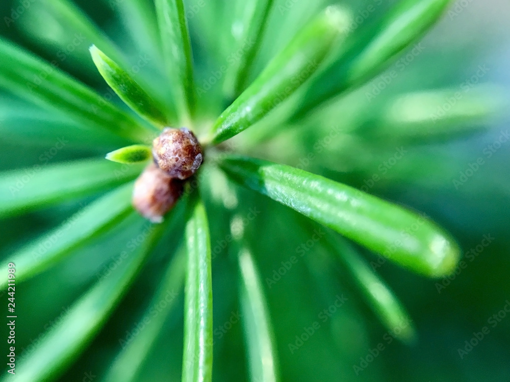 Top of the fir tree, macro